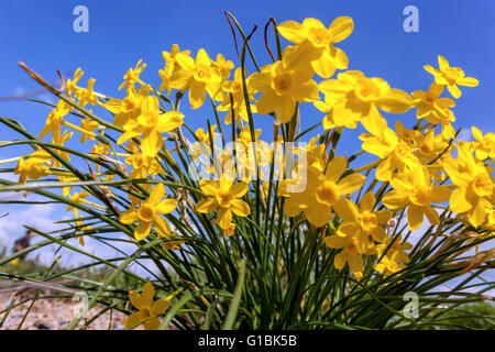 Miniatur gelbe Narzissen Blumen im Frühling Garten Rasen, Narcissus jonquilla 'Baby Moon', Mai Blumen Narzissen blauen Himmel Stockfoto