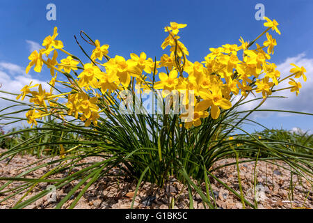 Gelbe Narzissen, Narcissus jonquilla 'Baby Moon' Narzissen, Abteilung 7 Frühlingsblumen blauer Himmel Stockfoto