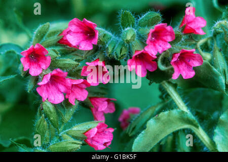 Rotes lungenkraut Pulmonaria rubra, Nahaufnahme, Blumen Stockfoto