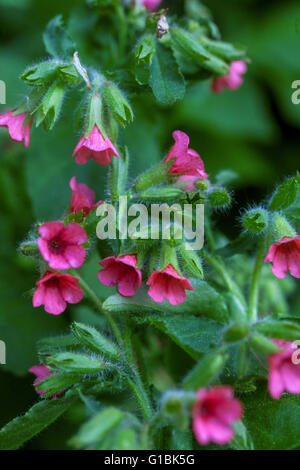 Rote Lungenkraut, Pulmonaria Rubra in Blüte Stockfoto