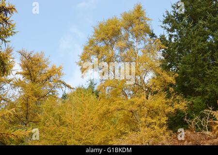 Betula Pendel, Silver Birch Laub im Herbst, Wales, UK Stockfoto