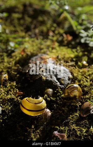 Schneckenhäuser umgibt eine Singdrossel Amboss Stein, verwendet für die Zerschlagung der Schalen, die Schnecke zu innen, Wales, UK Stockfoto