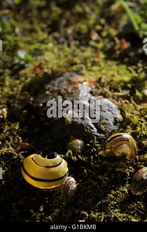 Schneckenhäuser umgibt eine Singdrossel Amboss Stein, verwendet für die Zerschlagung der Schalen, die Schnecke zu innen, Wales, UK Stockfoto
