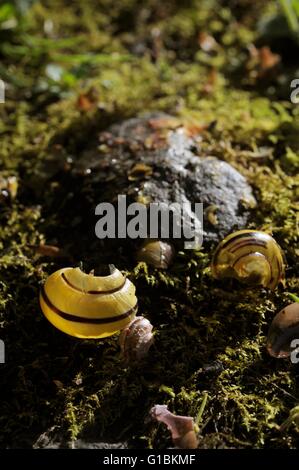 Schneckenhäuser umgibt eine Singdrossel Amboss Stein, verwendet für die Zerschlagung der Schalen, die Schnecke zu innen, Wales, UK Stockfoto