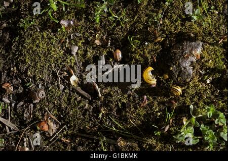 Schneckenhäuser umgibt eine Singdrossel Amboss Stein, verwendet für die Zerschlagung der Schalen, die Schnecke zu innen, Wales, UK Stockfoto