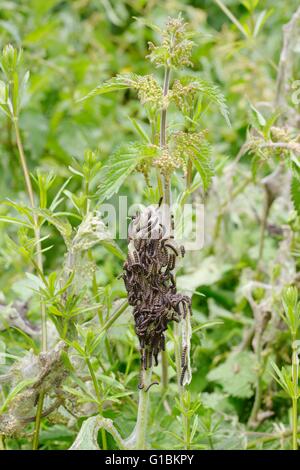 Raupen von Tagpfauenauge, Inachis Io auf Foodplant Brennessel, Urtica Dioica mit Kindergarten Stegen, Wales, UK Stockfoto