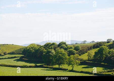 Pumlumon, Plynlimon, der höchste Berg in mid Wales aus dem Süden im Sommer, Ceredigion, Wales, UK Stockfoto