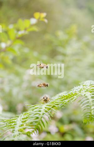 Zwei männliche Drohne fliegen, Eristalis Tenax bewege den Mauszeiger über eine Frau in einem "schwebenden Lek", Wales, UK Stockfoto