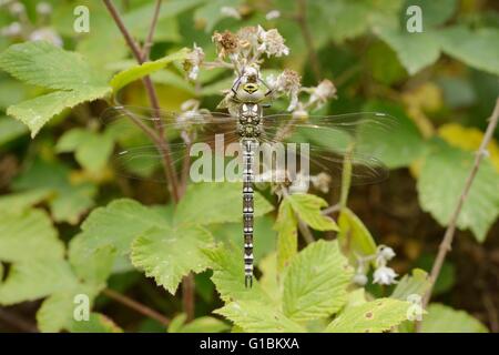 Aeshna Cyanea, südlichen Hawker Libelle, Wales, UK Stockfoto