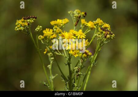 Raupen von Cinnabar Moth, Tyria Jacobaeae Fütterung auf Kreuzkraut, Senecio Jacobaea, Wales, UK Stockfoto