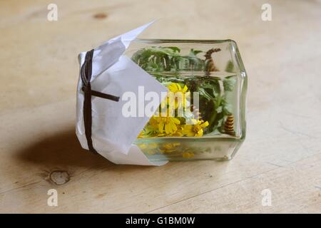 Raupen von Cinnabar Moth, Tyria jacobaeae in einem Glas mit der Lebensmittelpflanze Senecio jacobaea, Wales, Großbritannien. Stockfoto