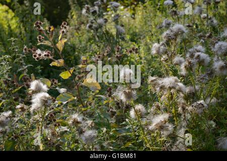 Cirsium Vulgare, Speer Thisle Seedheads, Wales, UK Stockfoto