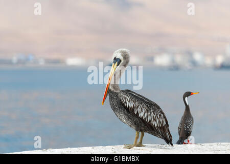 Wildvögel in Chile Stockfoto