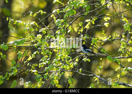 Europäische Trauerschnäpper-Fliegenschnäpper (Ficedula Hypoleuca), einem kleinen passerine Vogel in der alten Welt Fliegenfänger Familie. Stockfoto