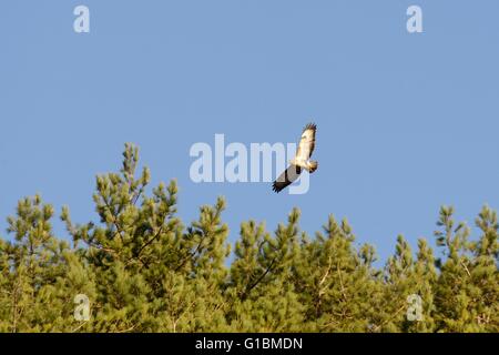 Weibliche gemeine Buzzard, Buteo Buteo, die über Wald, Wales, Großbritannien, steigt. Stockfoto