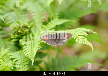 Maniola Jurtina, Wiese braun Schmetterling, Wales, UK Stockfoto