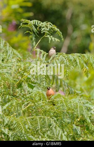 Männlichen und weiblichen Gimpel Pyrrhula Pyrrhula in Bracken, Wales, Großbritannien. Stockfoto