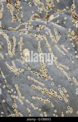 Eichel Barnacle Semibalanus Balanoides versammelten sich in Linien auf einem Felsen bei Ebbe, Wales, UK Stockfoto