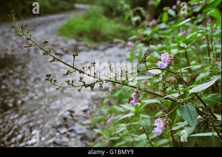 Wasser Braunwurz, Scrophularia Auriculata, neben Drüsige Springkraut, Impatiens Glandulifera, Fluß Wyre, Wales, UK Stockfoto