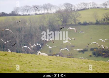 Hering Gulls, Larus argentatus und Rooks, Corvus frugilegus, der während der Winter-Lammzeit auf landwirtschaftlichen Flächen scaving, Wales, Großbritannien. Stockfoto