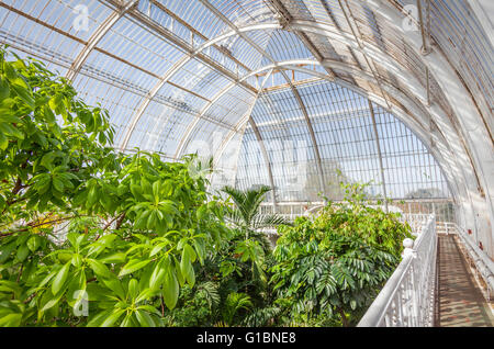Innere des Palmenhauses in Kew Gardens, Süd-west-London, UK. Stockfoto