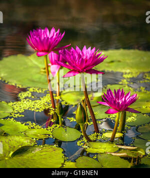 Eine Nahaufnahme von lila Wasserlilien und Seerosen auf einem Teich. Stockfoto