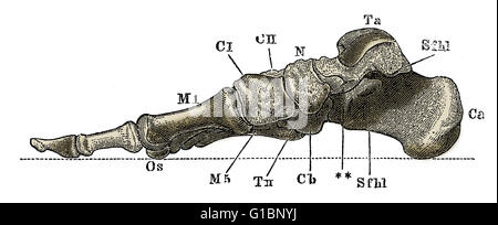 Menschliches Skelett Abbildung von c 1800s Stockfoto, Bild: 177815815 ...