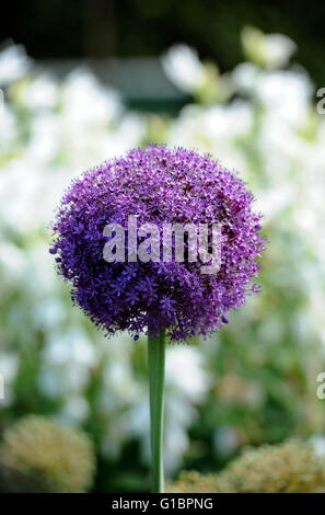 Allium Globemaster in einer krautigen Grenze in einem englischen Landhaus Garten, UK Stockfoto