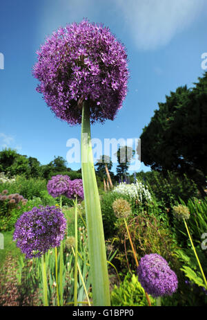 Allium Globemaster in einer krautigen Grenze in einem englischen Landhaus Garten, UK Stockfoto