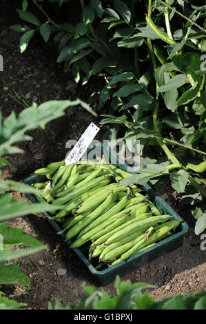 Frisch gepflückten Bohnen (Express) in einem Worcestershire Garten UK Stockfoto