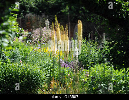 Eremurus oder Fuchsschwanz Lilien wachsen in einem englischen Garten, UK Stockfoto