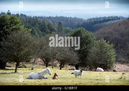 Ein Neugeborenes Frühjahr Fohlen auf den Quantocks in der Nähe von Crowcombe, Somerset UK Stockfoto