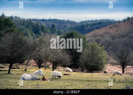 Ein Neugeborenes Frühjahr Fohlen auf den Quantocks in der Nähe von Crowcombe, Somerset UK Stockfoto