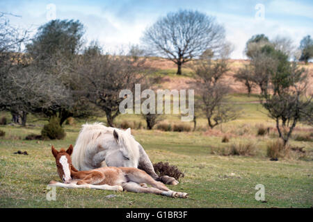 Ein Neugeborenes Frühjahr Fohlen auf den Quantocks in der Nähe von Crowcombe, Somerset UK Stockfoto