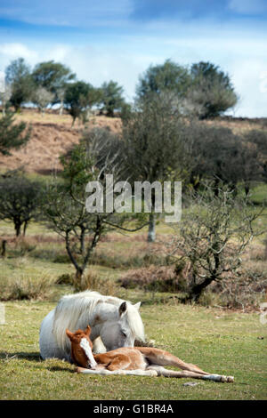Ein Neugeborenes Frühjahr Fohlen auf den Quantocks in der Nähe von Crowcombe, Somerset UK Stockfoto