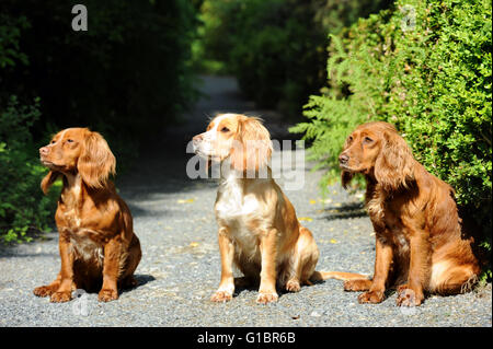 Drei Cocker Spaniel Hunde auf einen Gartenweg UK Stockfoto