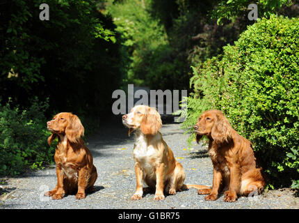 Drei Cocker Spaniel Hunde auf einen Gartenweg UK Stockfoto