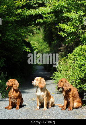 Drei Cocker Spaniel Hunde auf einen Gartenweg UK Stockfoto