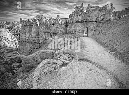 Schwarz / weiß Bild an einen dürren Baum durch einen Pfad im Bryce-Canyon-Nationalpark, USA. Stockfoto