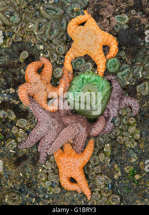 Ocker Seesterne (Pisaster Ochraceus) und Anemonen bei Ebbe, Shi Shi Beach, Olympic Nationalpark, Washington Stockfoto