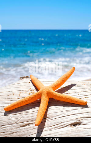 Nahaufnahme von einem orangenen Seestern auf einer alten ausgewaschenen Baumstamm am Strand, mit einem strahlend blauen Meer im Hintergrund Stockfoto