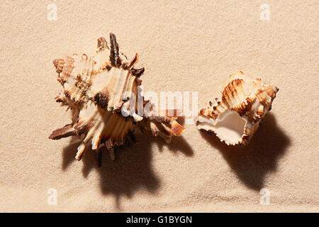 Zwei Muscheln auf Sand. Sommer Strand Hintergrund. Ansicht von oben Stockfoto