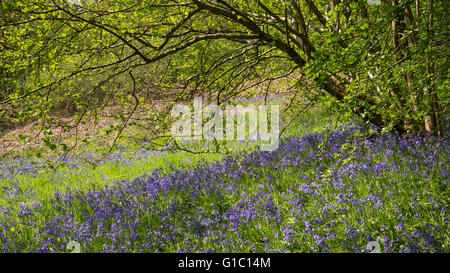 Teppich aus Glockenblumen unter den überhängenden Ästen eines Baumes Hazel im englischen Wald. Stockfoto