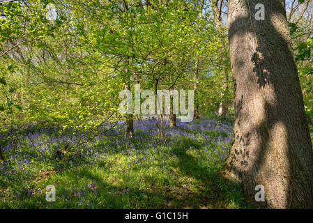 Schatten auf einer alten Eiche Baumstamm in einem Bluebell Holz im Frühlingssonnenschein. Stockfoto