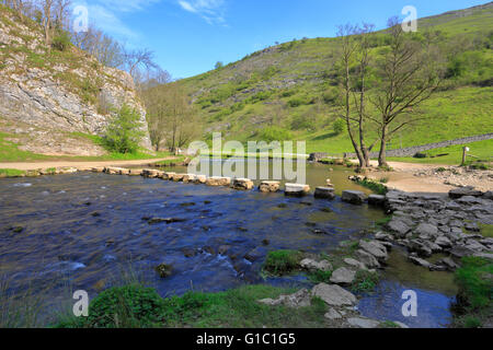 Trittsteine über den Fluss Dove, Dovedale, Peak District National Park, Derbyshire, Staffordshire, England, Großbritannien. Stockfoto