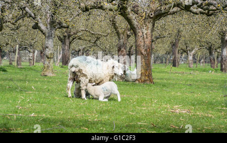 Schafe in einem Obstgarten mit zwei Lämmer aus ein Mutterschaf Spanferkel Stockfoto