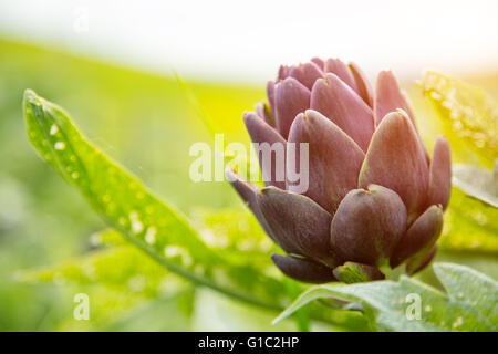 Detail der Blüte der Artischocke Stockfoto