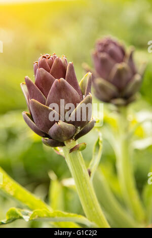 Detail der Blüte der Artischocke Stockfoto