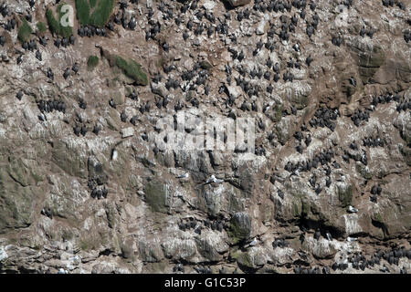 De seabird Kolonie - guillemots Zucht auf Felsvorsprung, RSPB Rathlin West Light Seabird Centre auf rathlin Island, County Antrim, Nordirland. Stockfoto