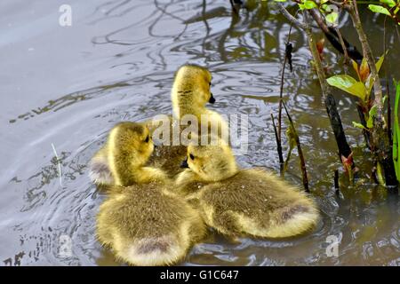 Niedlichen gelben kanadische Gänse Stockfoto